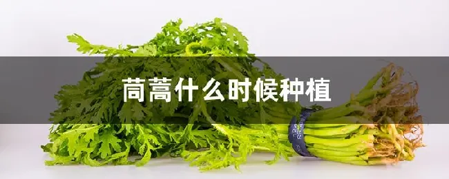 茼蒿什么时候种植