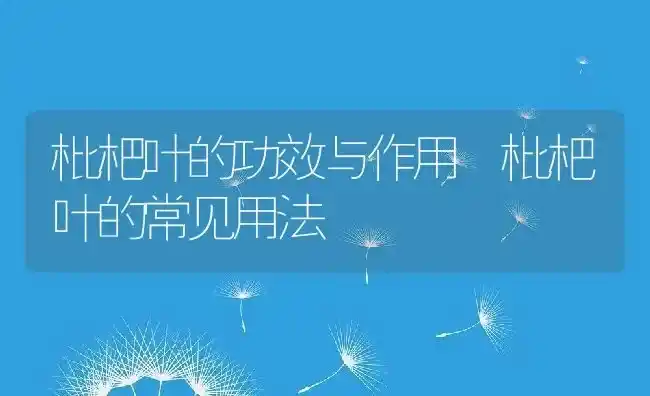 枇杷叶的功效与作用 枇杷叶的常见用法 | 养殖资料投稿