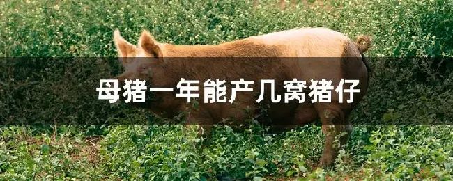 母猪一年能产几窝猪仔