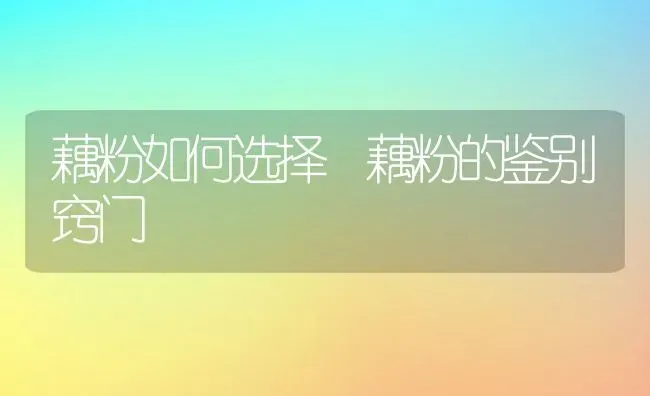 藕粉如何选择 藕粉的鉴别窍门 | 养殖资料投稿