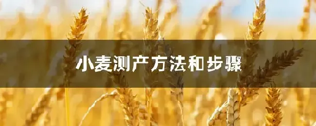 小麦测产方法和步骤