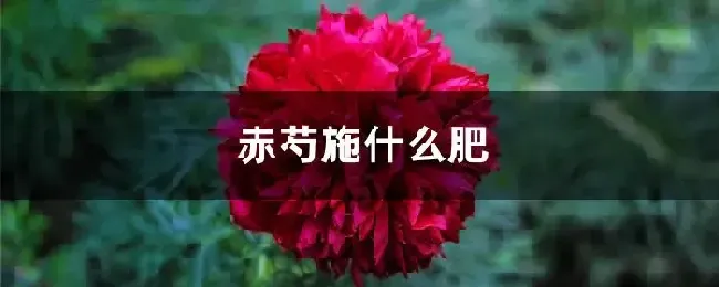 赤芍施什么肥