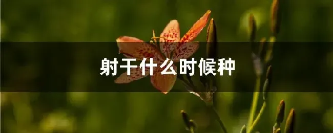 射干什么时候种