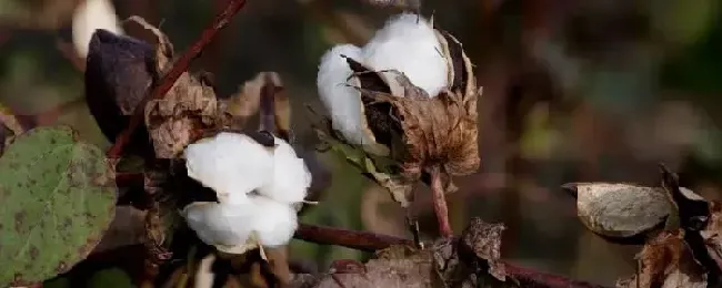 我国棉花育种经历了几次品种更换棉花花铃期需水特点