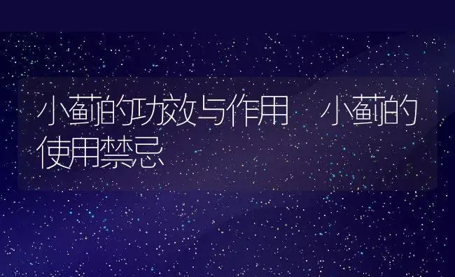 小蓟的功效与作用 小蓟的使用禁忌 | 养殖资料投稿