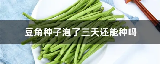 豆角种子泡了三天还能种吗