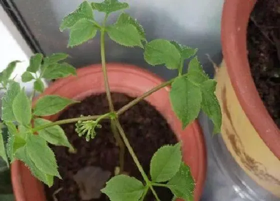 种植前景|人参什么时候收获最佳 几月份收获