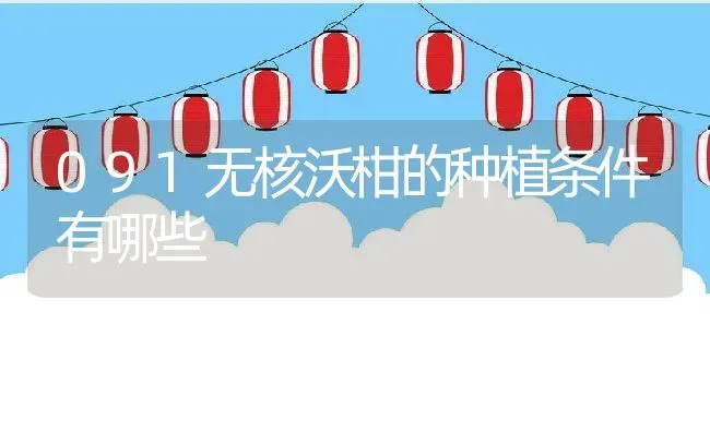 091无核沃柑的种植条件有哪些 | 养殖资讯
