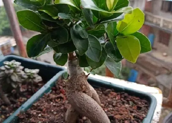 种植前景|人参什么时候收获最佳 几月份收获