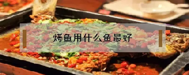 烤鱼用什么鱼最好