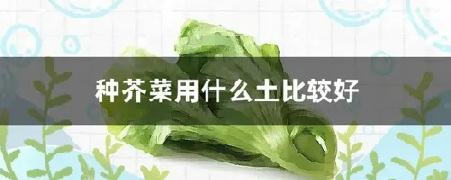 种芥菜用什么土比较好