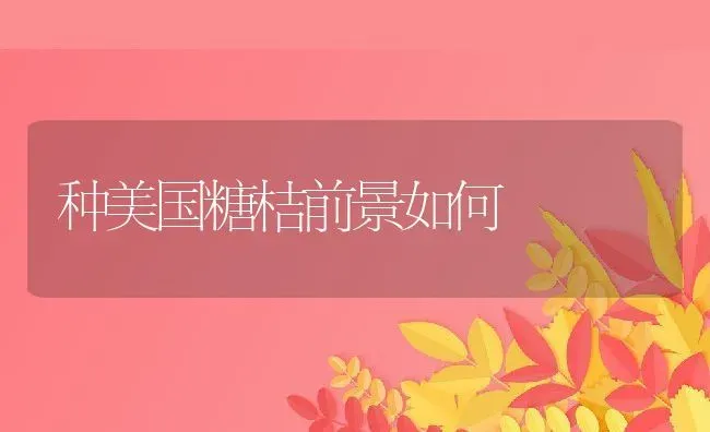 种美国糖桔前景如何 | 养殖资讯