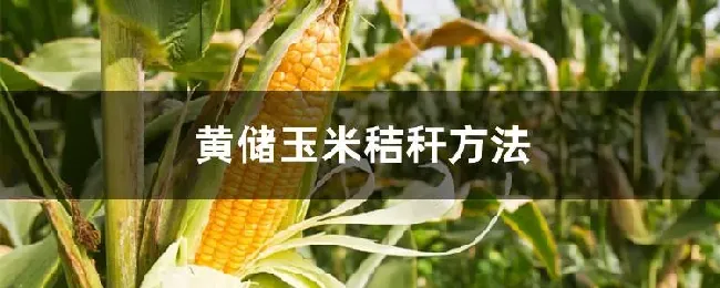 黄储玉米秸秆方法