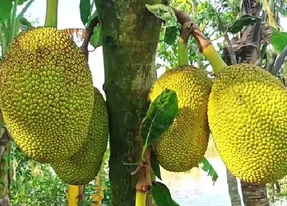 种植前景|菠萝蜜树北方可以种吗