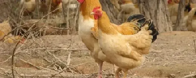 鸡吃鸡毛是什么毛病用什么药鸡互相啄毛吃什么药