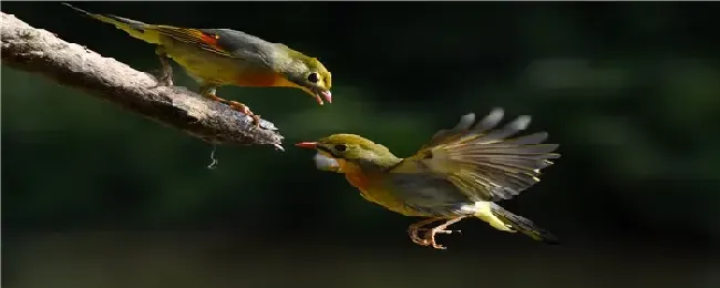 怎么驱赶吃种子的鸟