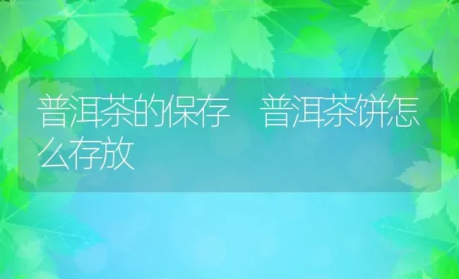 普洱茶的保存 普洱茶饼怎么存放 | 养殖资料投稿