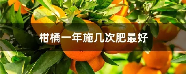 柑橘一年施几次肥最好