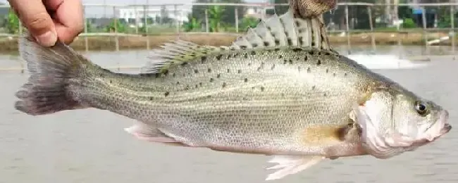 用什么饵料钓鲈鱼？