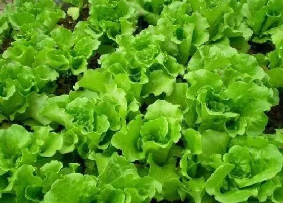 蔬菜|下半年适合种植什么蔬菜