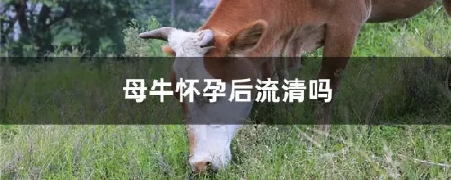 母牛怀孕后流清吗