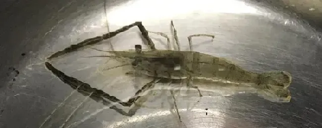 大眼贼把钳子取了还有危害吗大眼贼虾养在鱼缸有什么作用?