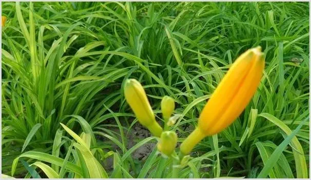 黄花菜种苗价格多少钱？种植一亩要多少钱 | 养殖赚钱项目