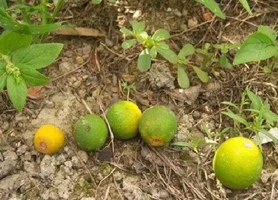 种植前景|沃柑亩产量多少斤 每亩大概产值度多少钱