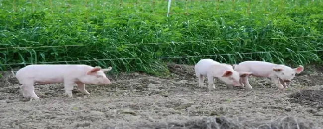 养猪可以给猪买保险吗