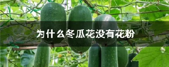 为什么冬瓜花没有花粉