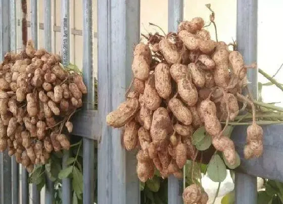 农作物|花生是热带作物吗 属于什么作物