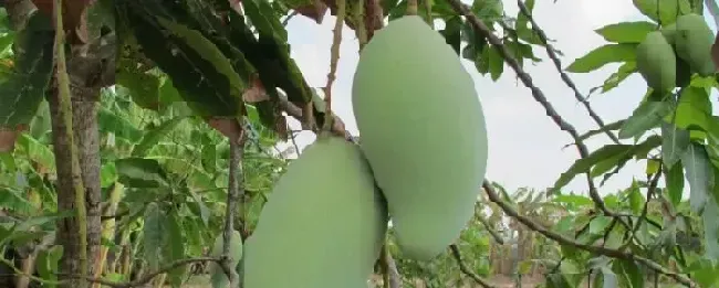 芒果多久挂果