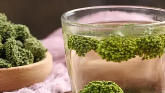 女人喝田七花茶的功效与作用讲解