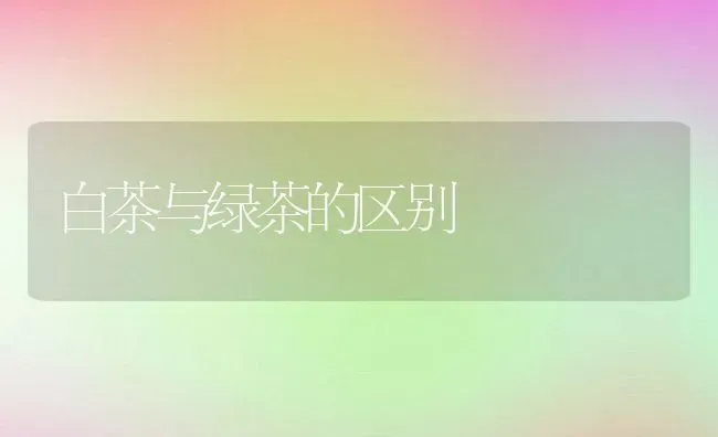 白茶与绿茶的区别 | 养殖资料投稿