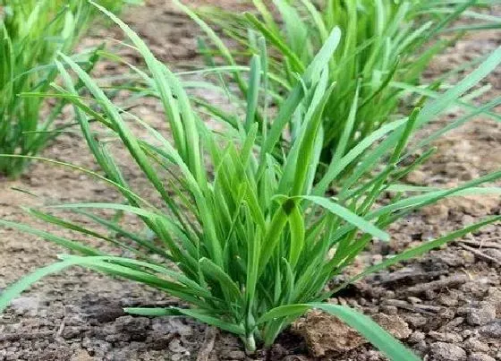 蔬菜|下半年适合种植什么蔬菜