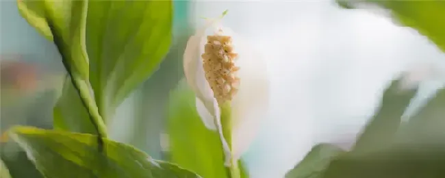 白掌夏天怎么浇水