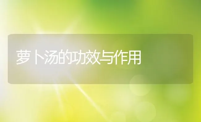 萝卜汤的功效与作用 | 养殖资料投稿