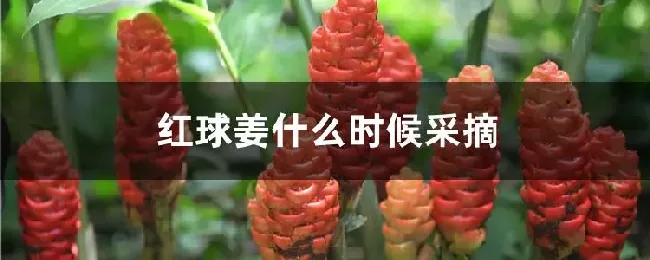 红球姜什么时候采摘