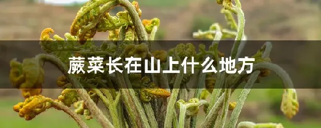 蕨菜长在山上什么地方