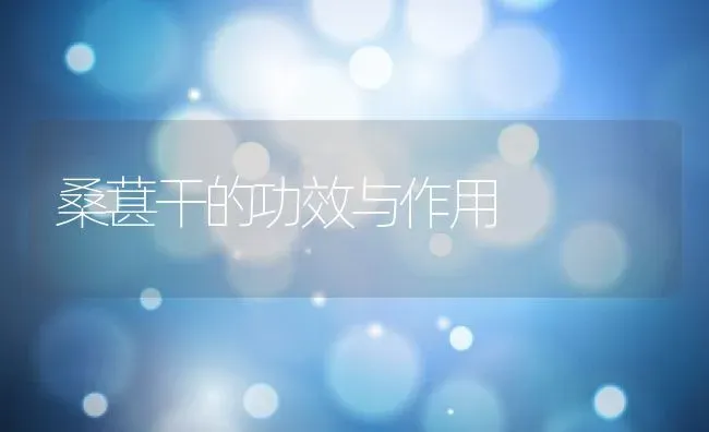 桑葚干的功效与作用 | 养殖资料投稿