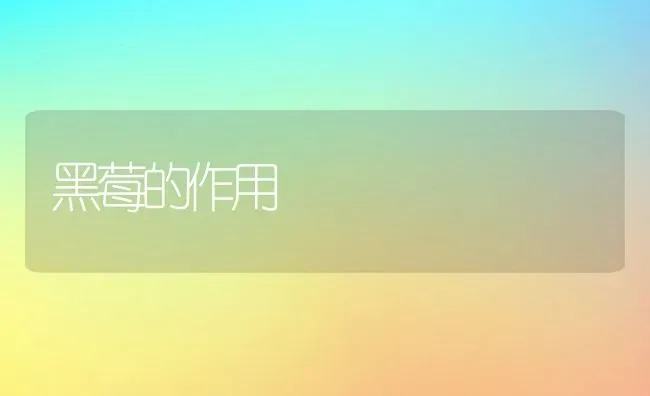 黑莓的作用 | 养殖资料投稿
