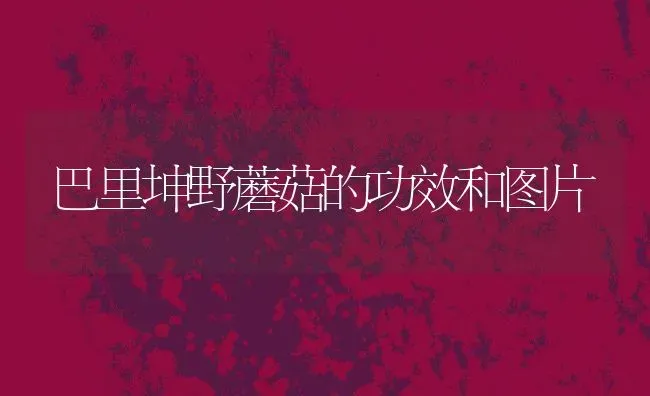 巴里坤野蘑菇的功效和图片 | 养殖资料投稿