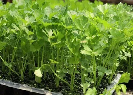 蔬菜|下半年适合种植什么蔬菜
