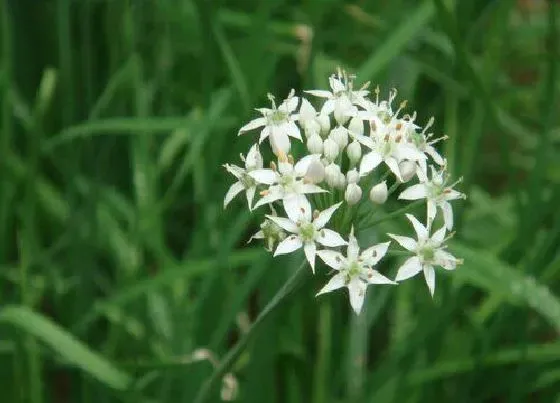 蔬菜|下半年适合种植什么蔬菜