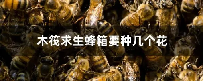 木筏求生蜂箱要种几个花