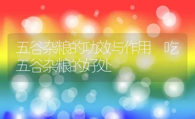 五谷杂粮的功效与作用 吃五谷杂粮的好处 | 养殖资讯