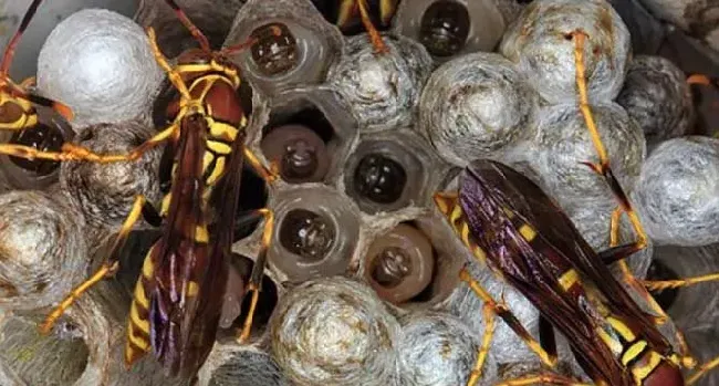被黄胡蜂蛰了怎么处理？