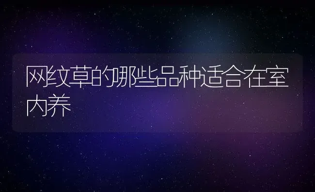 网纹草的哪些品种适合在室内养 | 养殖资料投稿