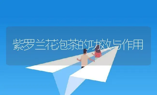 紫罗兰花泡茶的功效与作用 | 养殖资料投稿