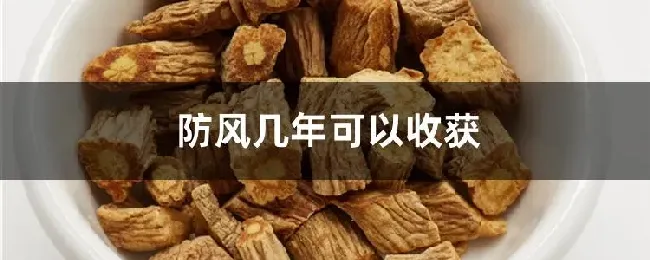 防风几年可以收获